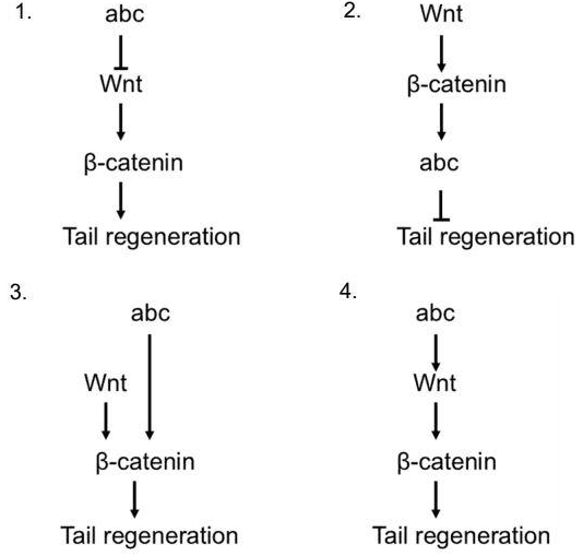 Four pathway diagrams linking abc, Wnt, beta-catenin and tail regeneration