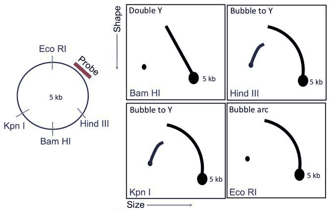 Circular 5 kb DNA map with EcoRI, HindIII, BamHI and KpnI sites and probe, and 2D gel patterns for each digest