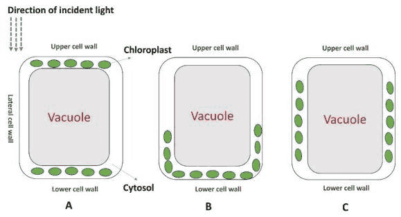 Chloroplast positions in Arabidopsis palisade cells A, B and C under light from the top