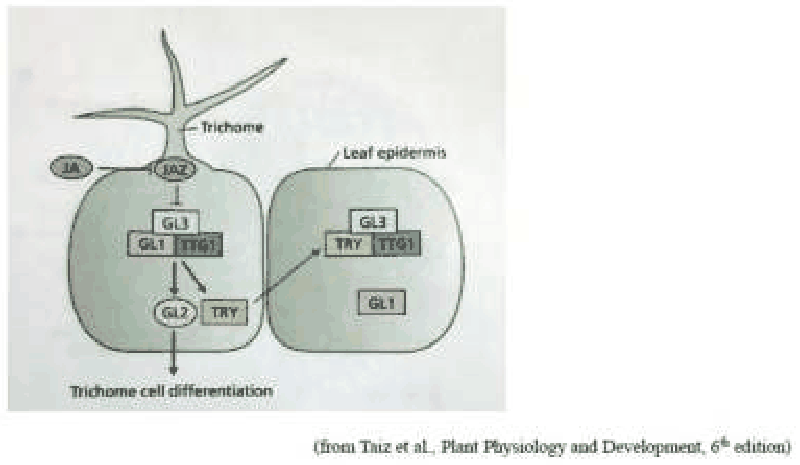 Trichome patterning model with GL1, GL3, TTG1, GL2, TRY and JA