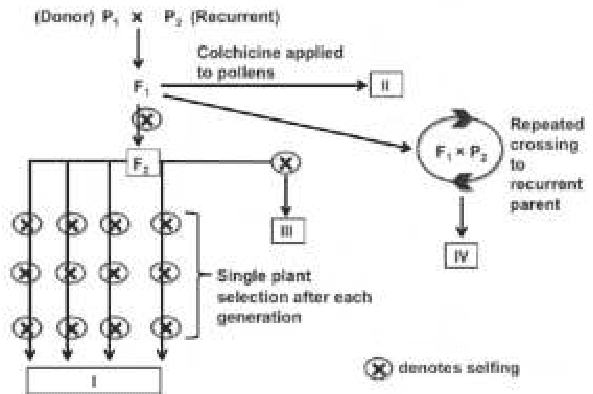 Scheme for developing mapping populations I to IV from donor and recurrent parents