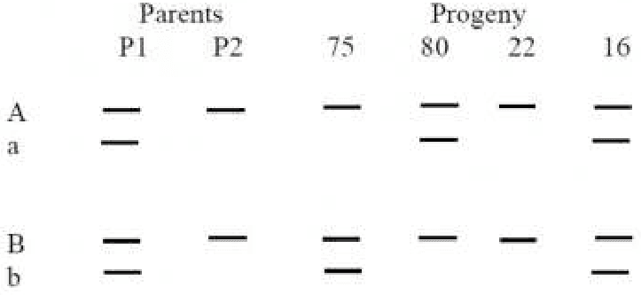 Gel bands for alleles A, a, B and b in parents P1, P2 and progeny classes 75, 80, 22 and 16
