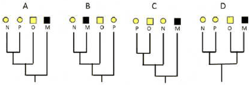 Character table of taxa M to P and four parsimony trees A to D