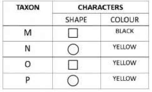Character table of taxa M to P and four parsimony trees A to D
