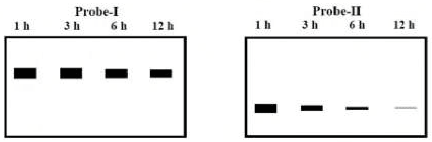 Southern blots of micrococcal nuclease digests at 1, 3, 6 and 12 h with probe-I and probe-II