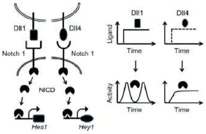 Dll1 and Dll4 activating Notch1 with sustained or pulsatile NICD activity, Hes1 and Hey1
