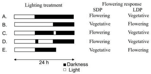 Light and dark regimes A to E with flowering responses of short-day and long-day plants