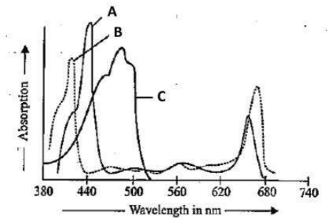 Absorption spectra A, B and C from 380 to 740 nm