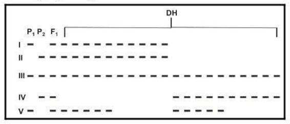 AFLP bands I to V in parents, F1 and doubled haploid progeny