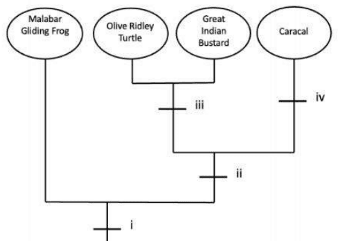 Tree of Malabar gliding frog, olive ridley turtle, great Indian bustard and caracal with characters i to iv