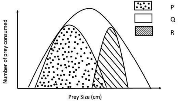 Fundamental and realised niches P, Q and R against prey size