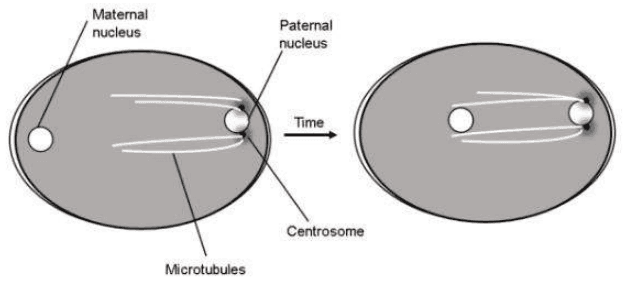 C. elegans zygote with maternal and paternal nuclei, microtubules and centrosome