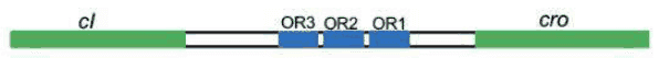 Lambda operator region with cI, OR3, OR2, OR1 and cro