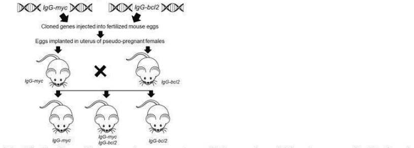 Transgenic IgG-myc and IgG-bcl2 mice crossed, and survival curves of myc, bcl2 and myc + bcl2 mice