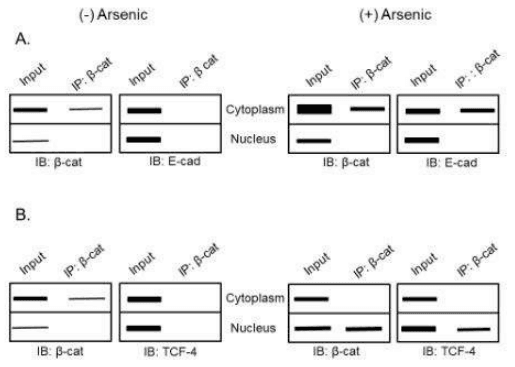 Co-immunoprecipitation blots of beta-catenin, E-cadherin and TCF-4 with and without arsenic