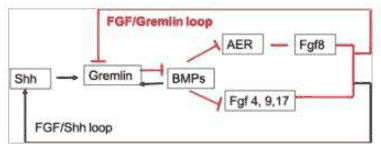 Limb bud loops linking Shh, Gremlin, BMPs, AER and FGFs