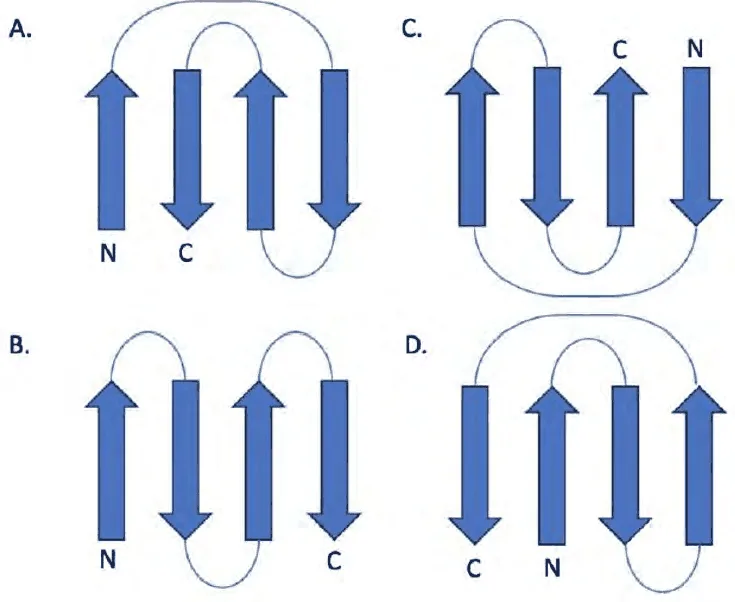 Four beta-sheet topology diagrams A to D with N and C termini