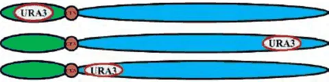 Three chromosomes with the URA3 gene inserted at different positions