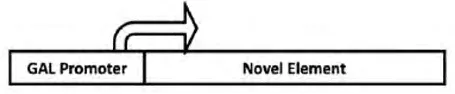 Construct of a novel element under a GAL promoter
