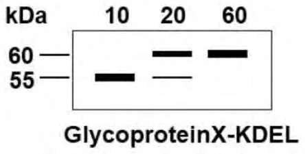 Immunoblot of glycoprotein X-KDEL at 10, 20 and 60 minutes with 55 and 60 kDa markers