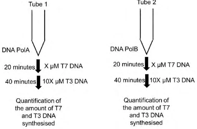 Scheme of tubes with PolA and PolB given T7 DNA at 20 minutes and T3 DNA at 40 minutes
