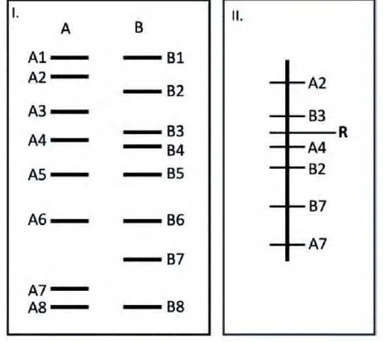 DNA marker profiles of varieties A and B and a genetic map with the resistance gene R between B3 and A4