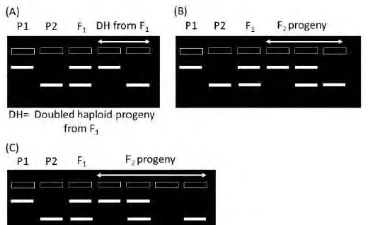 Gel patterns A, B and C of DNA markers in P1, P2, F1 and doubled-haploid or F2 progeny