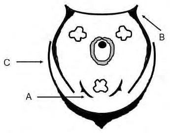Floral diagram of a grass flower with parts labelled A, B and C