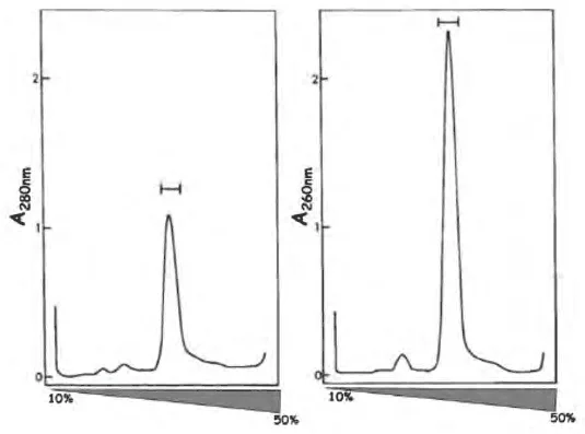 Sucrose gradient profiles of absorbance at 280 nm and 260 nm