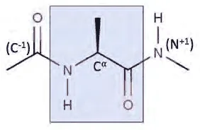 Dipeptide backbone showing C-1, N, C-alpha, C and N+1 atoms