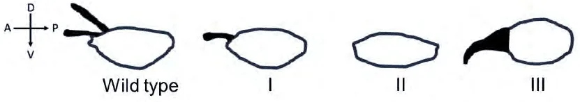 Sketches of wild-type and mutant I to III Drosophila embryos with dorsal appendages