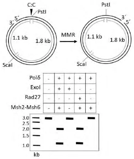 Nicked circular DNA with a C:C mismatch at the PstI site and gel of PstI plus ScaI products with Pol delta, ExoI, Rad27 and Msh2-Msh6