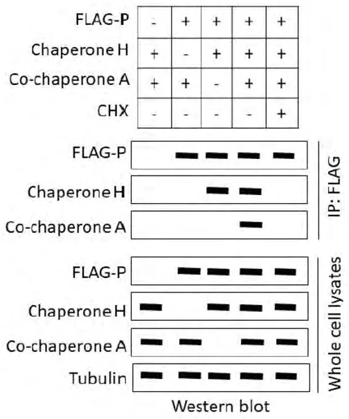 Co-immunoprecipitation western blots of FLAG-P, chaperone H and co-chaperone A with and without cycloheximide