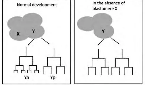 Lineages of blastomere Y daughters Ya and Yp in normal development and without blastomere X