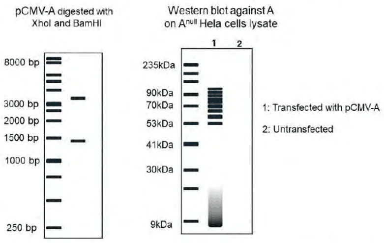 Agarose gel of pCMV-A cut with XhoI and BamHI and western blot of protein A in transfected HeLa cells