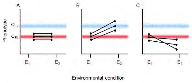Three plots A, B and C of phenotype in environments E1 and E2 against optima OE1 and OE2