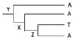 Phylogenetic tree with nodes X, Y and Z and tip nucleotides A, A, T, A
