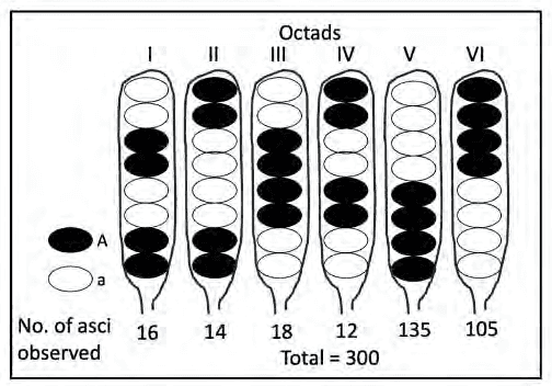 Six Neurospora octad types with numbers of asci observed, total 300