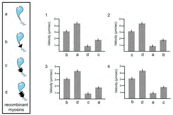 Recombinant myosins a to d with increasing neck length and four bar charts of velocity