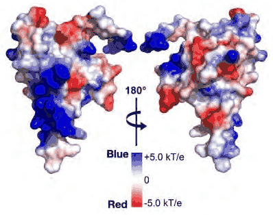 Surface electrostatic potential map of a protein in two views, blue positive and red negative