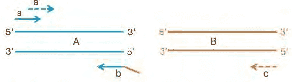 DNA fragments A and B with primers a, a-prime, b and c