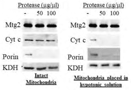 Western blots of Mtg2, Cyt c, Porin and KDH after protease treatment of intact and hypotonic-treated mitochondria
