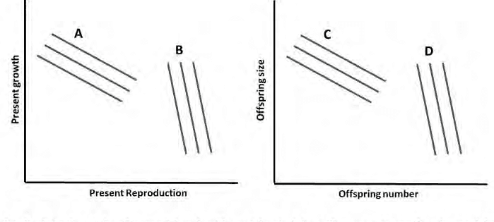 Trade-off lines A and B for growth versus reproduction and C and D for offspring size versus number
