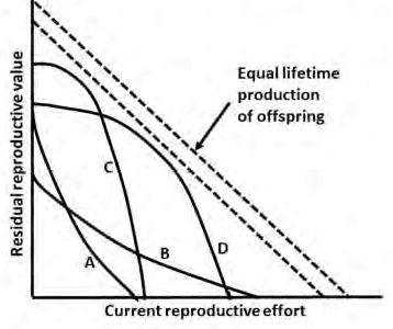 Curves A to D of residual reproductive value against current reproductive effort