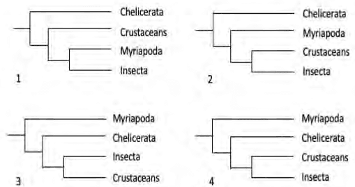 Four phylogenetic trees of Chelicerata, Crustaceans, Myriapoda and Insecta