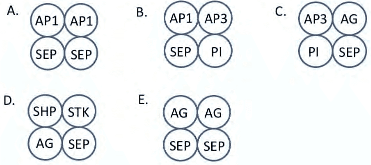 Five floral quartets A to E made of AP1, AP3, PI, AG, SHP, STK and SEP proteins