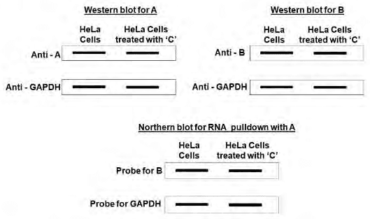 Western blots for proteins A and B and northern blot of RNA pulled down with A, with and without chemical C