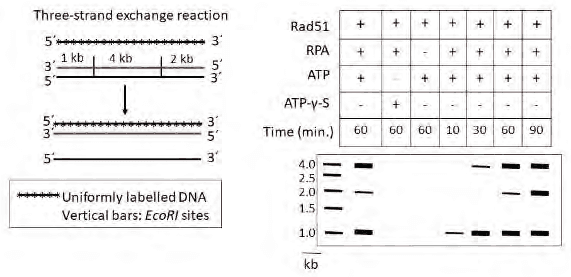 Three-strand exchange reaction scheme with EcoRI sites and autoradiogram under different Rad51, RPA and ATP conditions