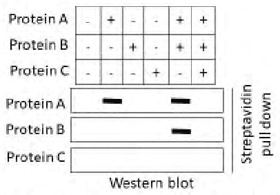 Western blot of streptavidin pull-down of proteins A, B and C in six combinations