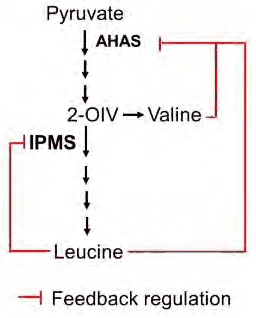 Branched-chain amino acid pathway from pyruvate with AHAS and IPMS feedback inhibition by valine and leucine